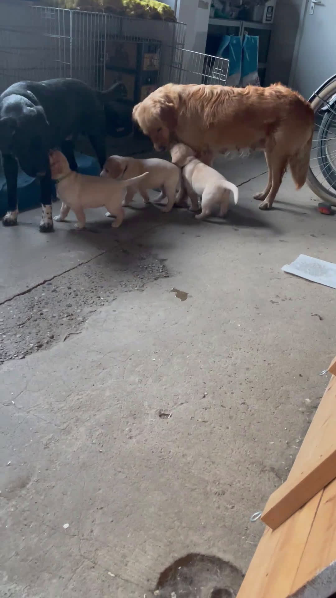 Kruising honden te koop: Puppy’s golden retriever/borador - Video 1