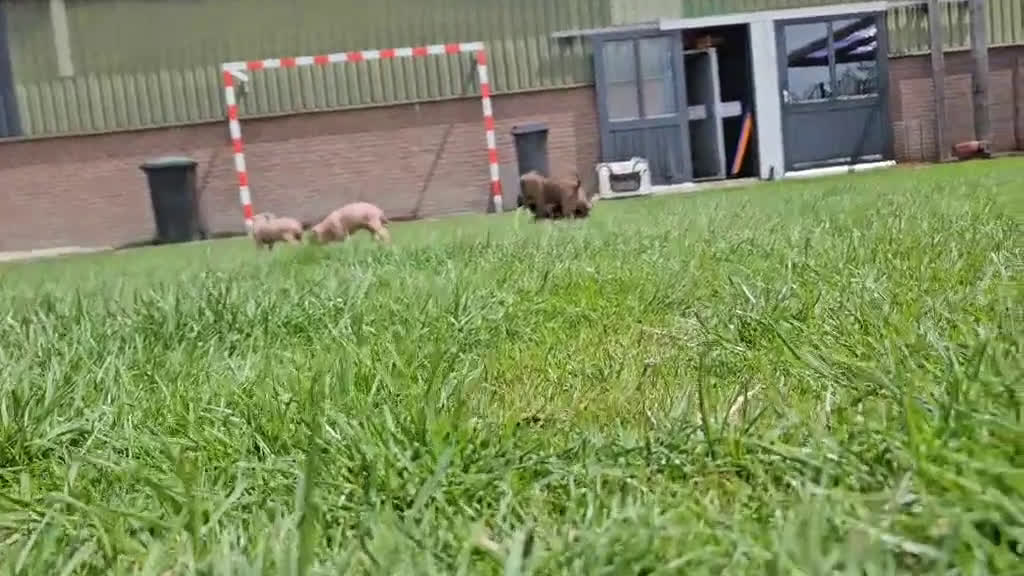 Mexicaanse Naakthond honden te koop: Mexicaanse Naakthond Miniatuur, Xolo, met vacht - Video 2