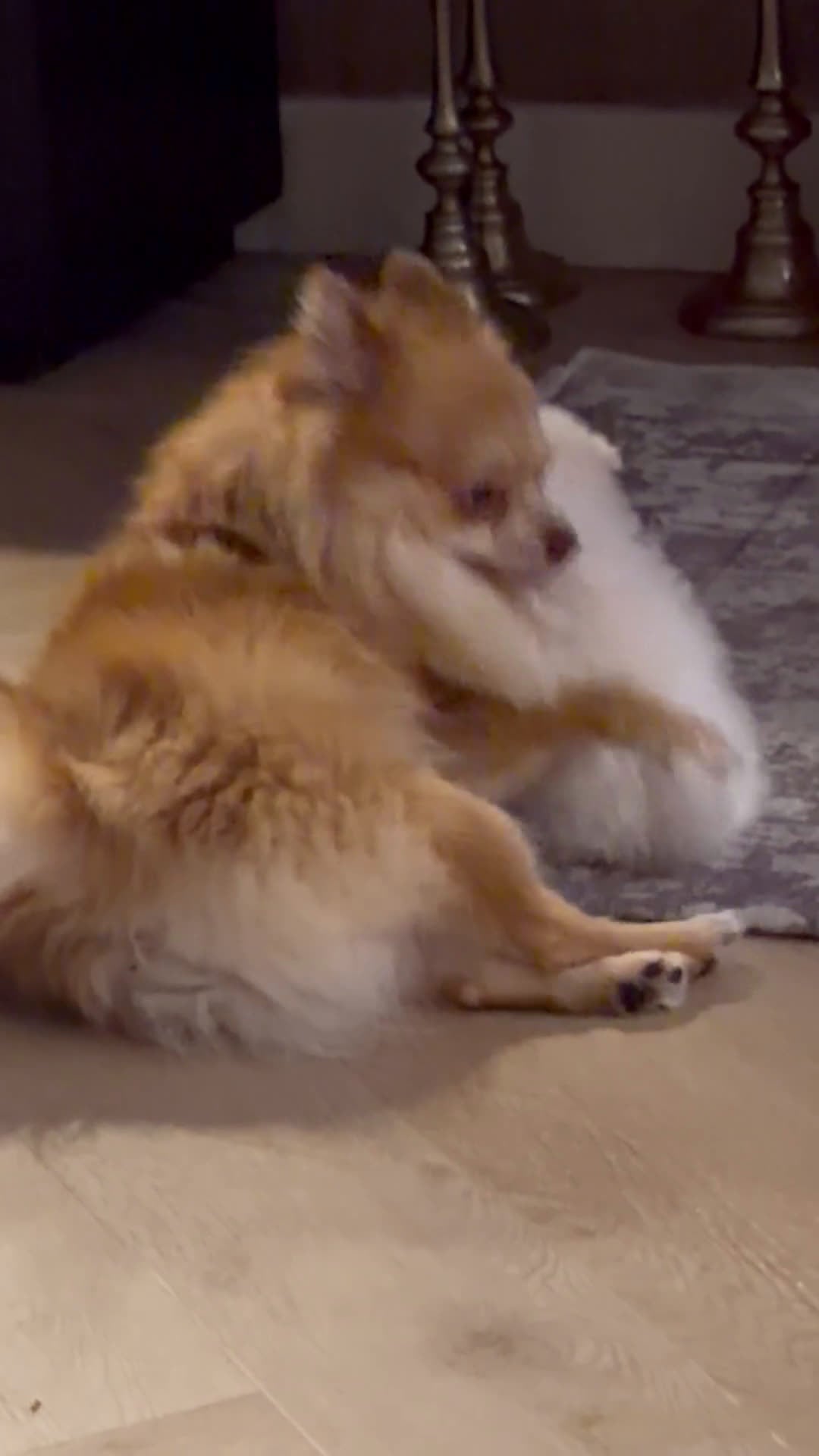 Pomeriaan honden te koop: Pomeriaan pups - Video 1