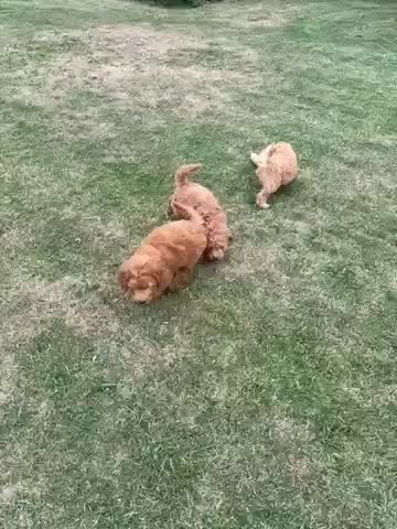 Goldendoodle honden te koop: Mooie Goldendoodle pups - Video 4