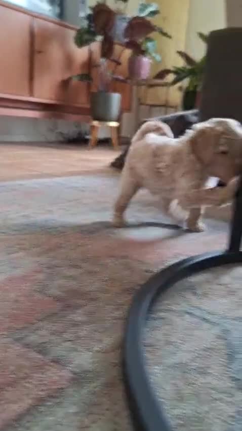 Labradoodle honden te koop: Nog 1 prachtig labradoodle reutje beschikbaar  - Video 1