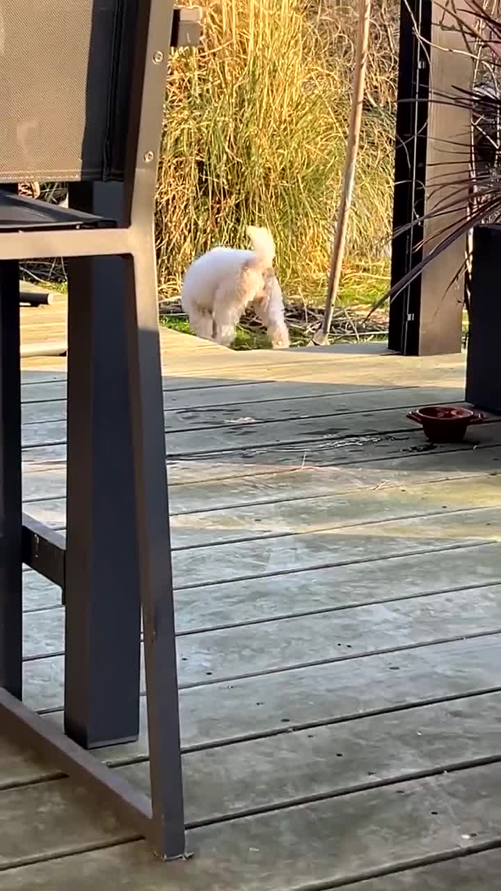 Labradoodle honden te koop: Labradoodle puppy’s verwacht - Video 2