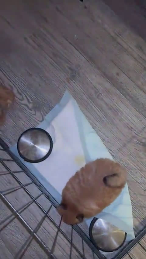 Pomeriaan honden te koop: Pomeraantjes raszuiver met stamboom - Video 1