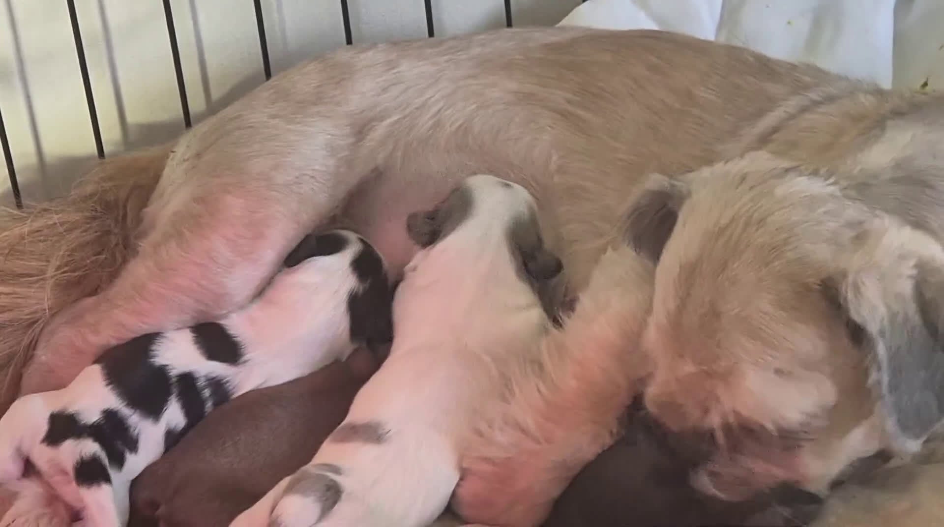 Shihpoo honden te koop: Mooi shihpoo pups - Video 1