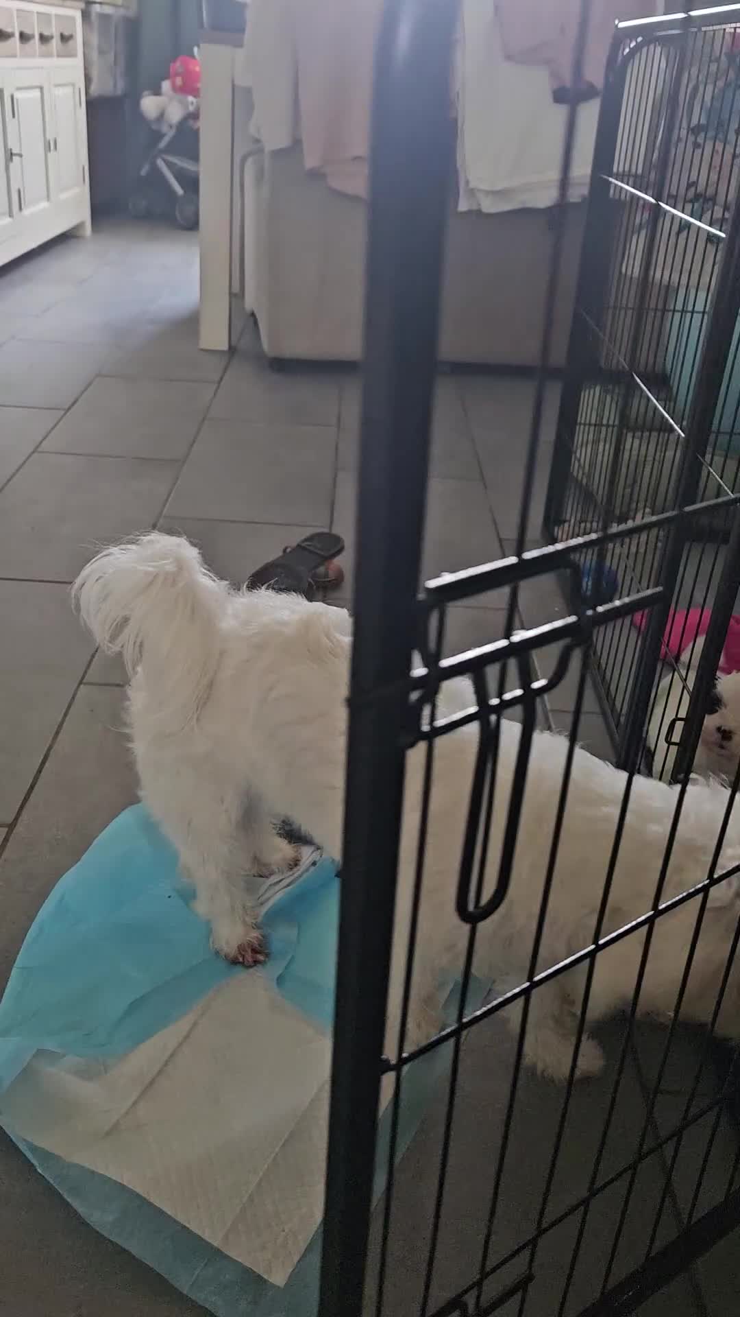 Maltezer honden te koop: Boomer  - Video 2