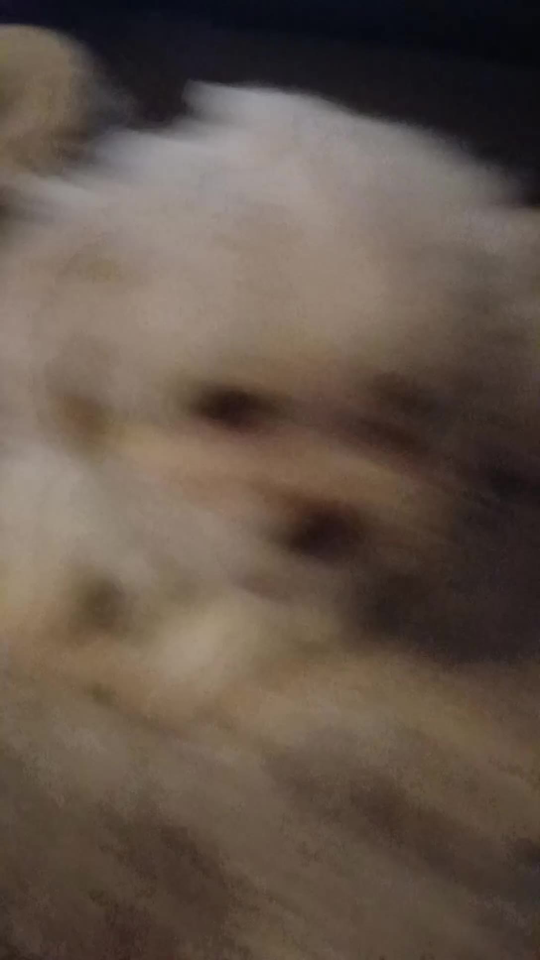 Boomer honden te koop: Nog 2 prachtige boomer reutjes beschikbaar    - Video 3