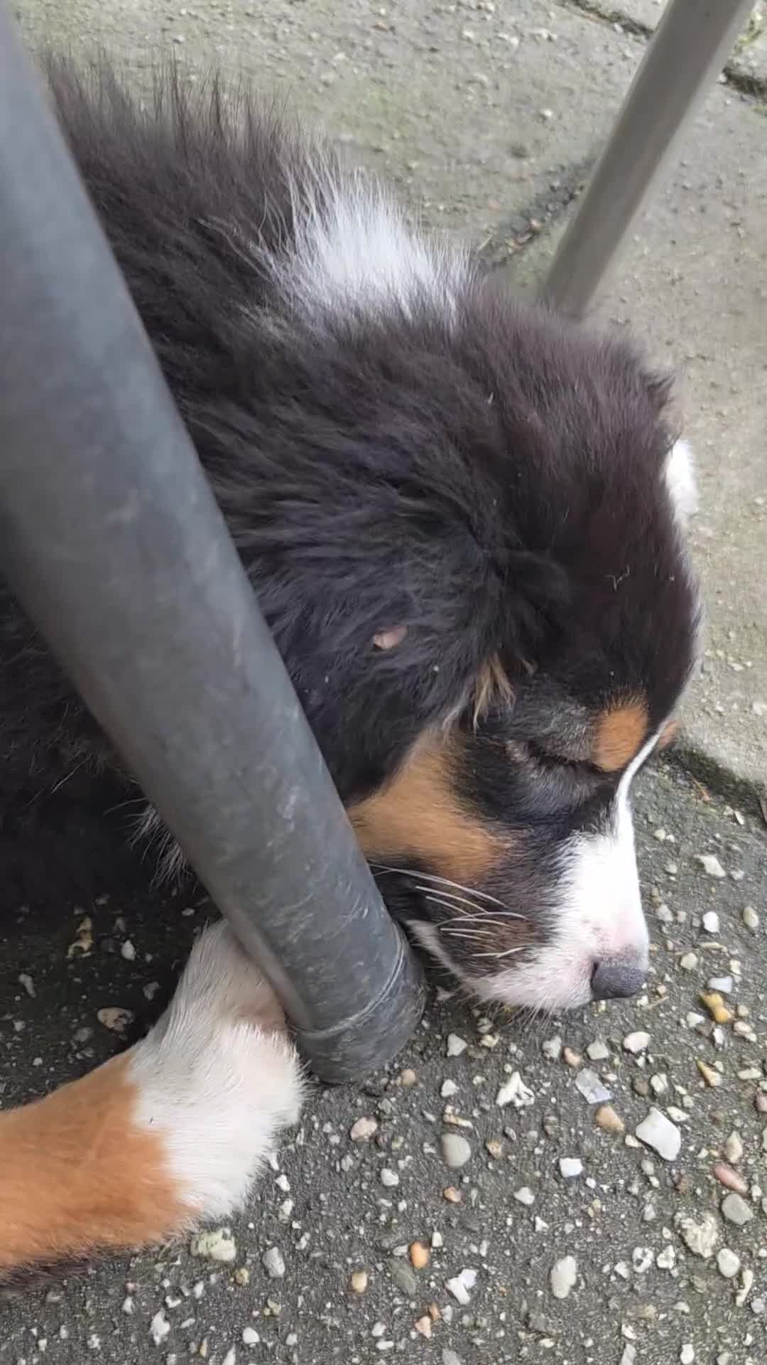 Australian Shepherd honden te koop: Prachtige Australian Shepherd pups - Video 1