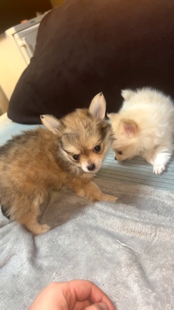 Pomchi honden te koop: 2 mooi pomchi’s te koop( mannelijke  - Video 4