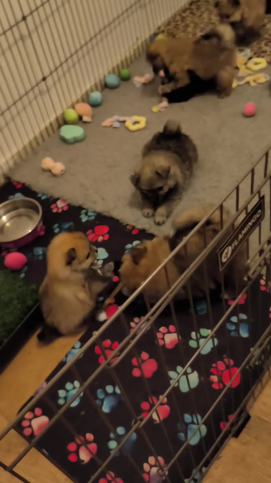 Kruising honden te koop: 4 Prachtige Keeshond/Pomeriaan pups (Oranje-Sabel) in Den Haag - Video 2