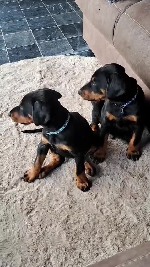 Dobermann honden te koop: Prachtig nestje Dobermann pups - Video 1