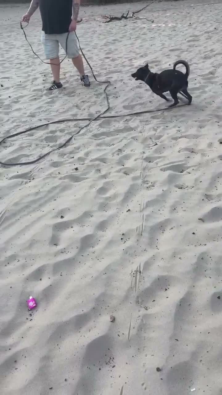 Kruising honden te koop: Lieve Rumi zoekt een maatje 🐾  - Video 1