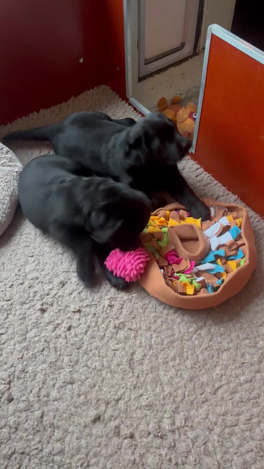 Labrador Retriever honden te koop: Verwacht Nestje zwarte Labradors - Video 2