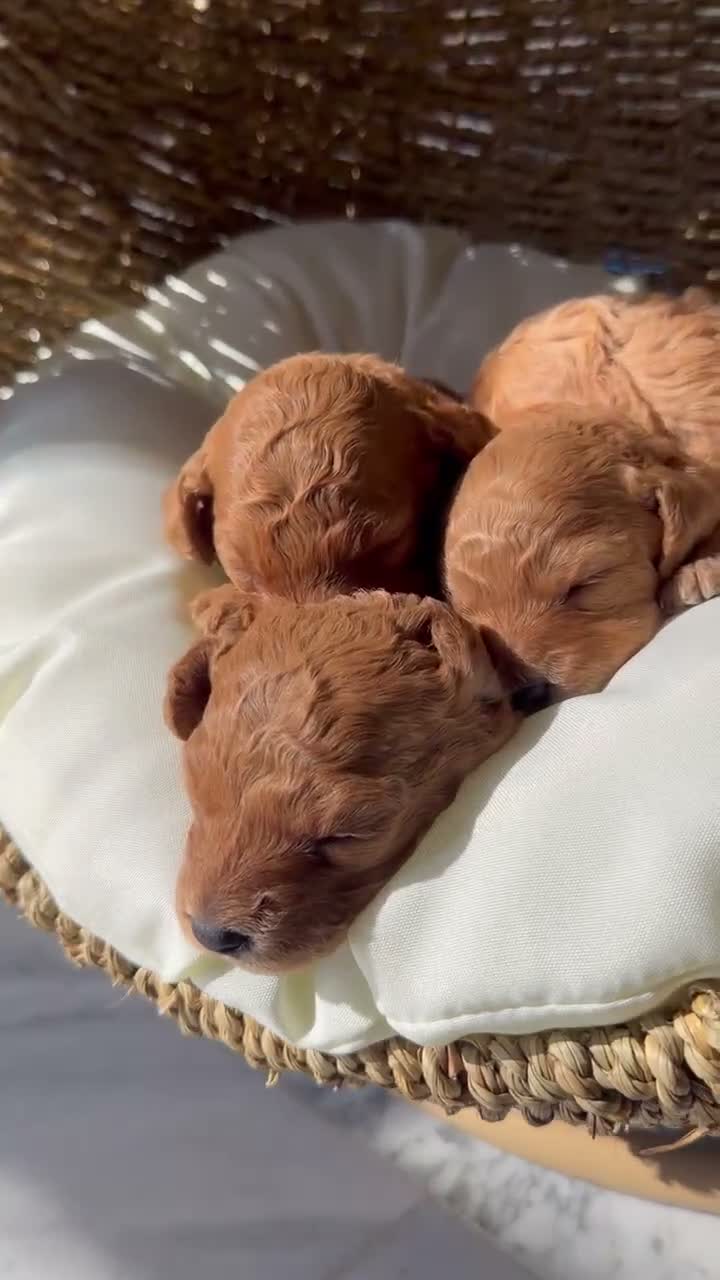 Labradoodle honden te koop: Mini labradoodle  - Video 2