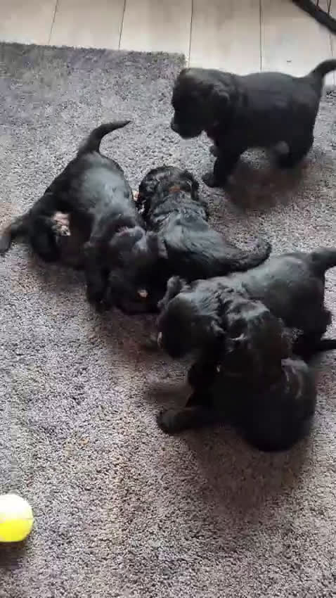 Labradoodle honden te koop: Zwarte medium labradoodles (nog 3 beschikbaar) - Video 1