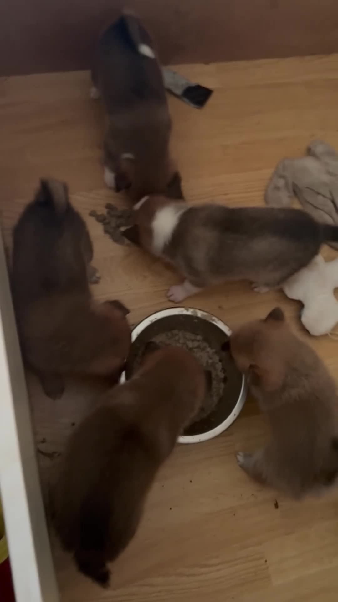 Kruising honden te koop:  2 Teefjes uit liefdevol nest  - Video 1