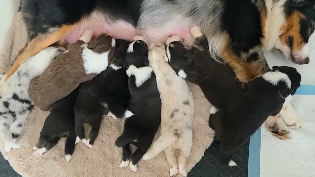 Australian Shepherd honden te koop: Prachtige Australian Shepherd puppy's geboren! - Video 1