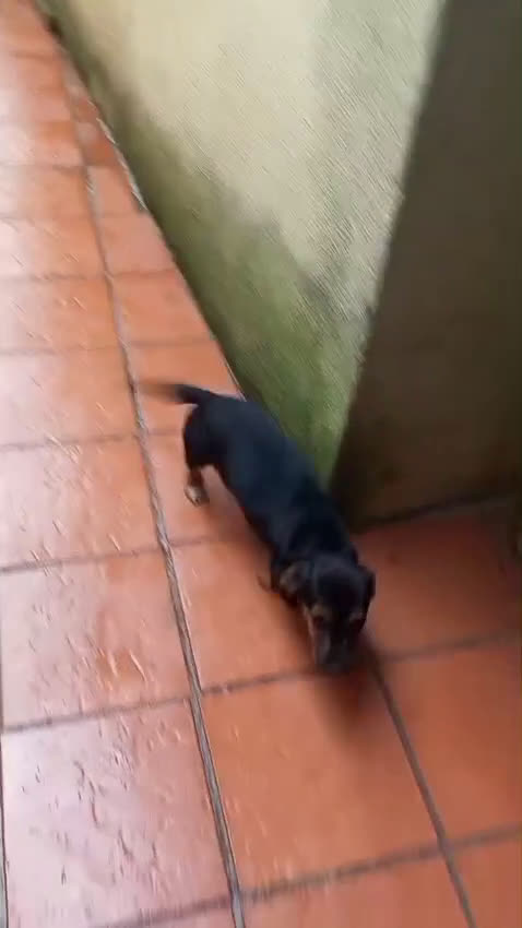 Kruising honden te koop: 2 italiaanse lieverds zoeken een familie - Video 2