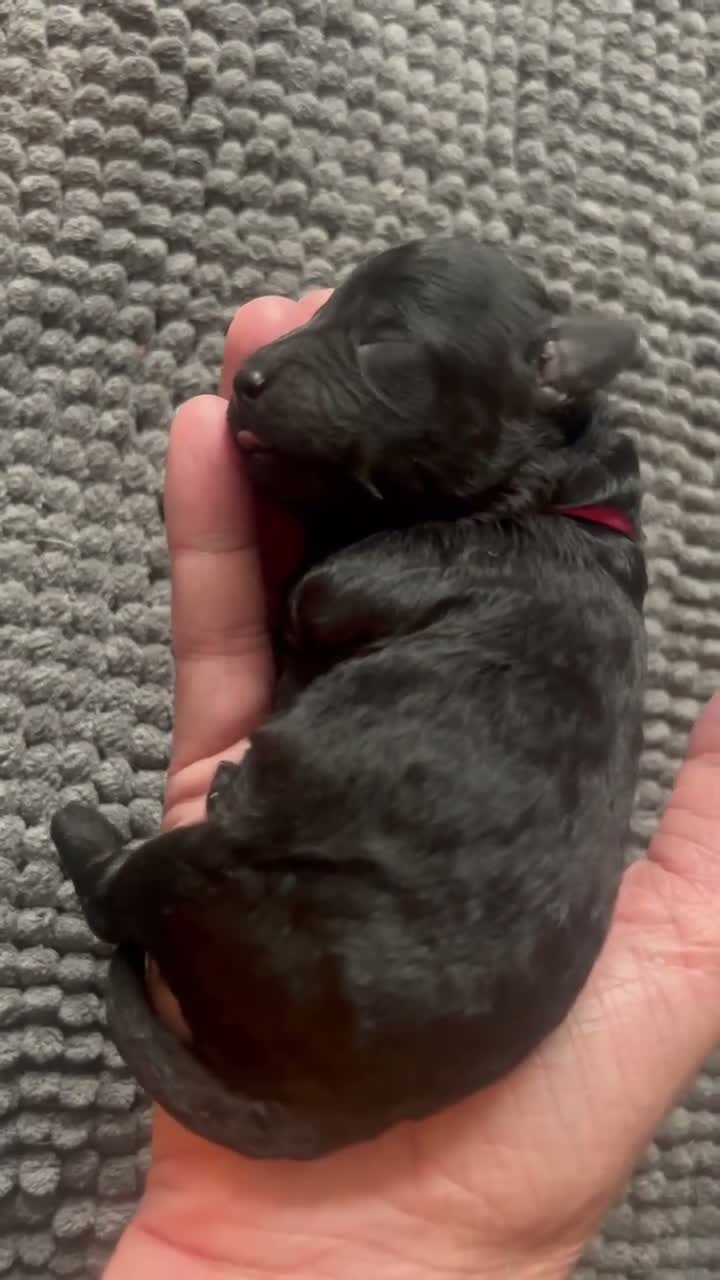 Dwergpoedel honden te koop: Prachtige dwergpoedelpups met exclusieve kleur! - Video 1