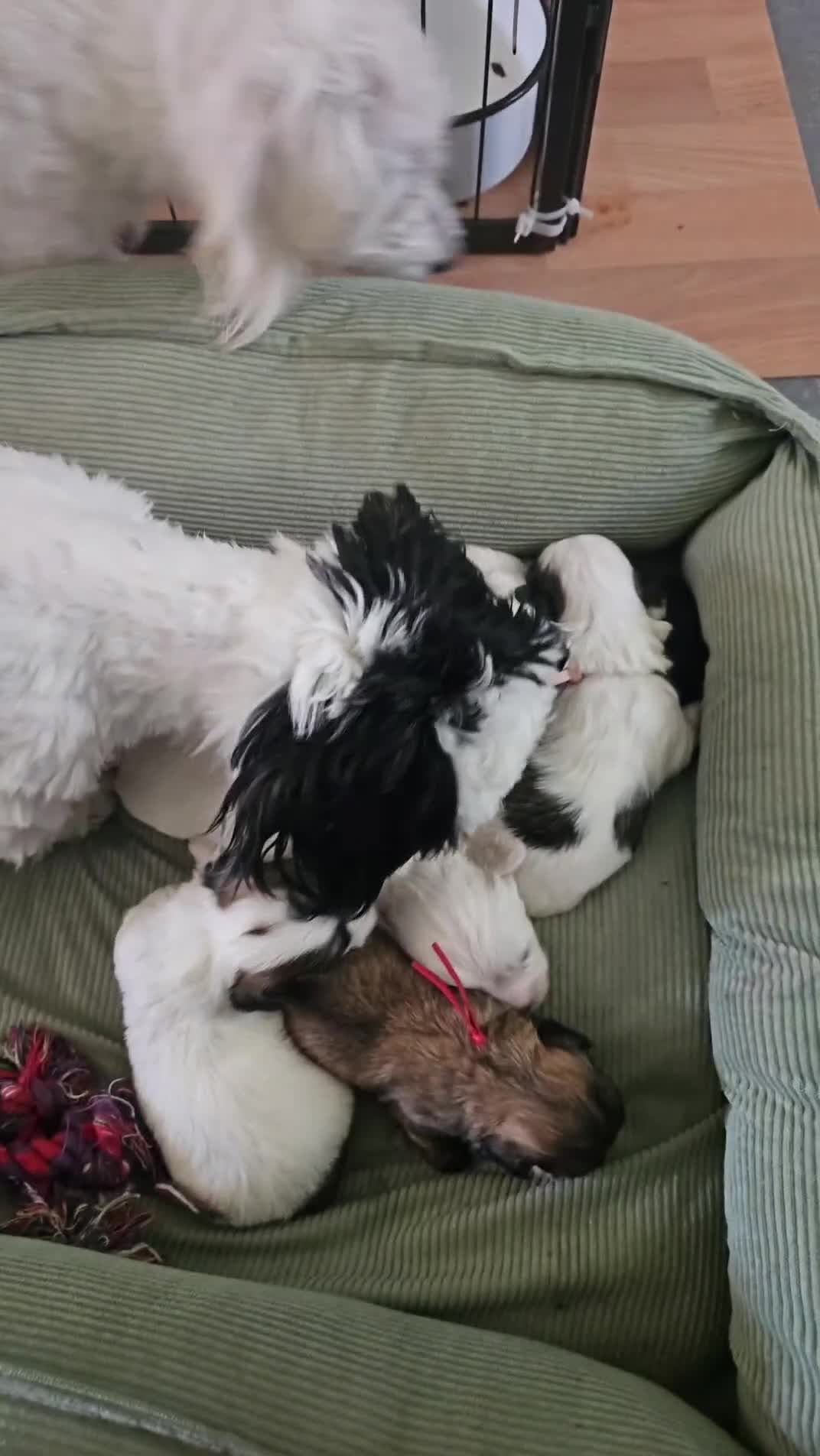 Malshi honden te koop: Boomer - Video 1