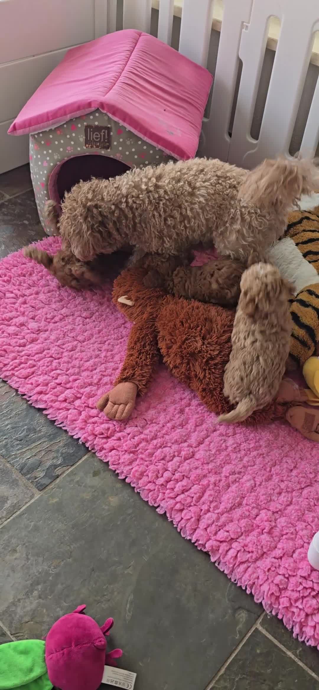 Poedel Toy honden te koop: Mooie lieve toypoedel pups pup  - Video 2