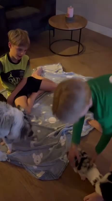 Kruising honden te koop: Australian sheppard/border collie puppy's - Video 1