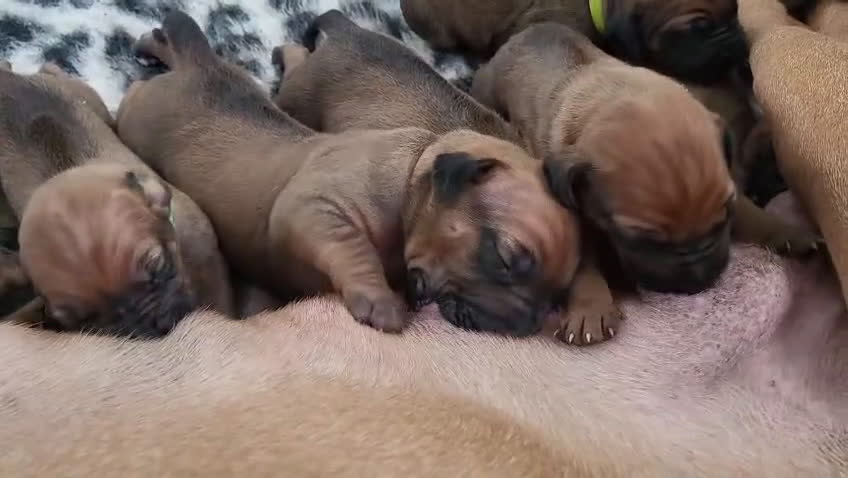 Rhodesian Ridgeback honden te koop: Rhodesian Ridgeback pups - Video 1