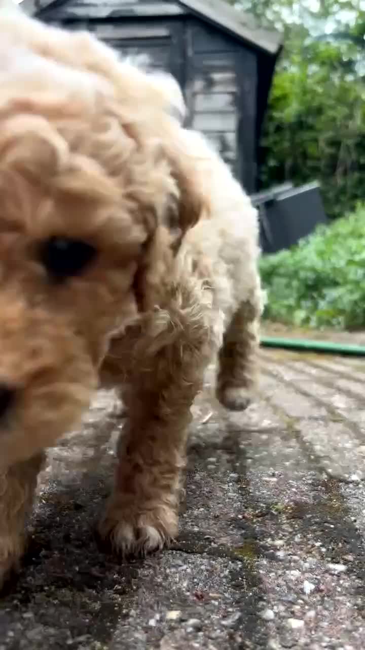 Goldendoodle honden te koop: Goldendoodle Pups Medium  - Video 4