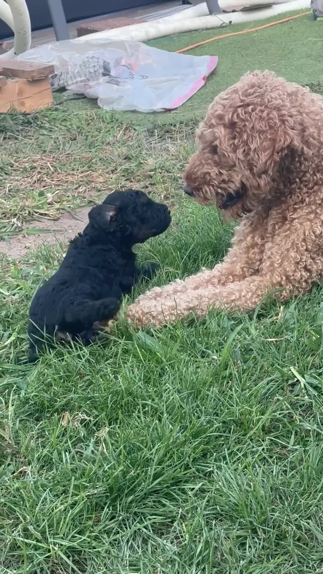 Australian Labradoodle honden te koop: Australian labradoodle puppy’s  - Video 5