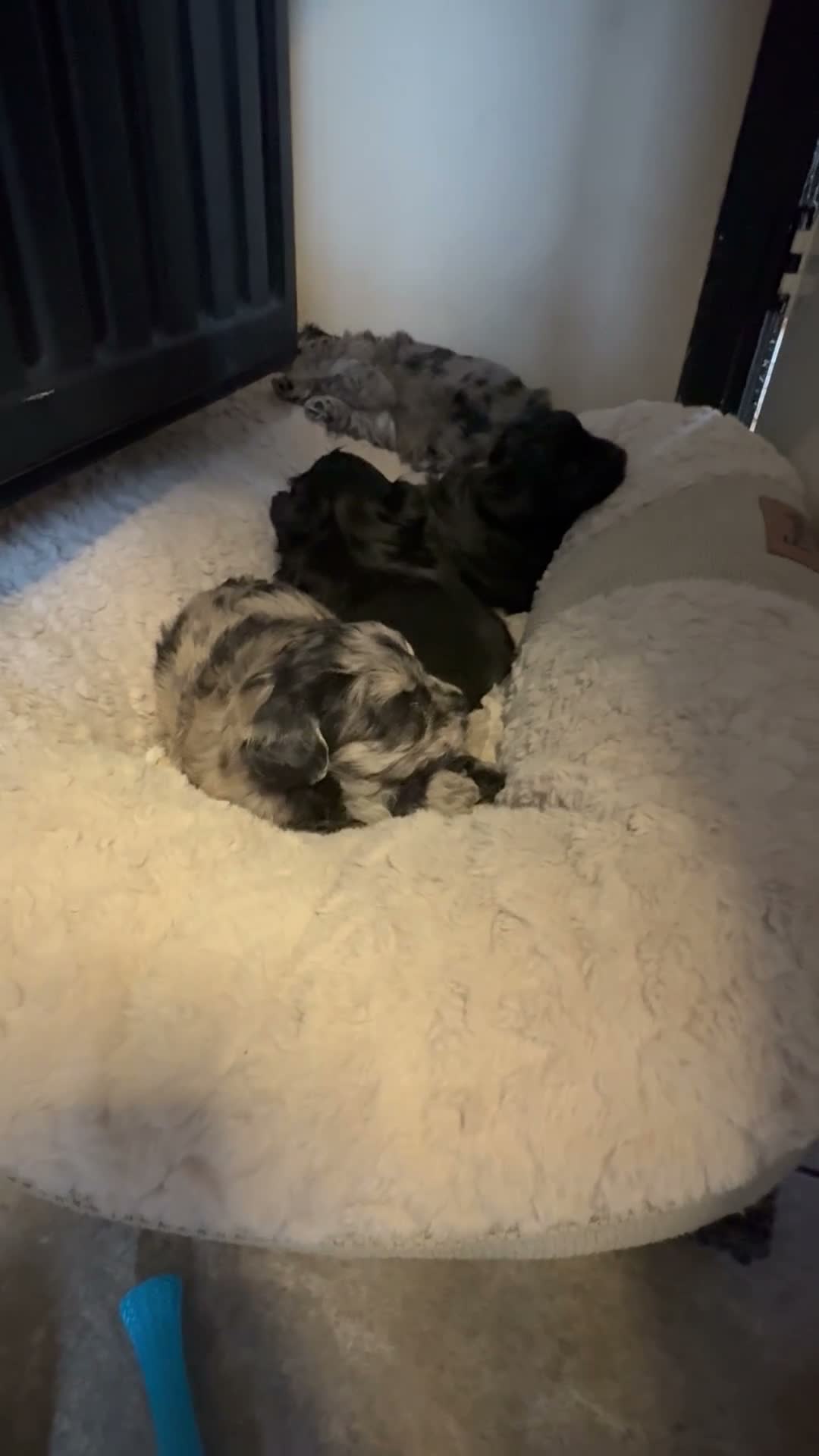Kruising honden te koop: 🧸TeddyPoo |ToyPoedelXTeddydog 🤎Ouders Aanwezig❣️ - Video 1