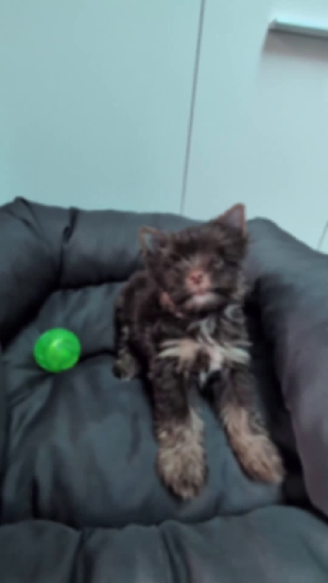 Yorkshire Terriër honden te koop: Yorkshire Terrier puppy’s te koop - Video 1