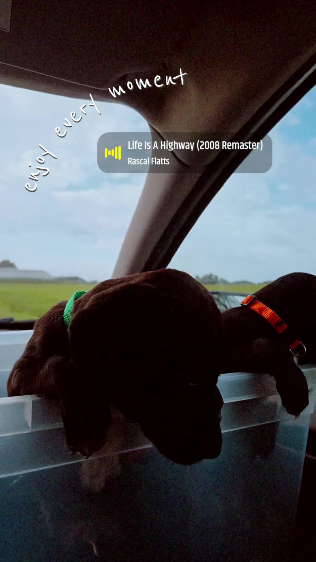 Kruising honden te koop: Nog 3 geweldige pups – Labradoodle x Dalmatiër - Video 2