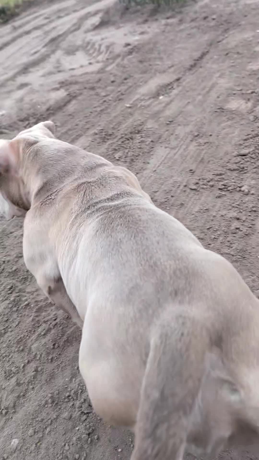 Amerikaanse Bully honden te koop: Herplaatsingsadres gezocht voor 10 mnd teefje - Video 1