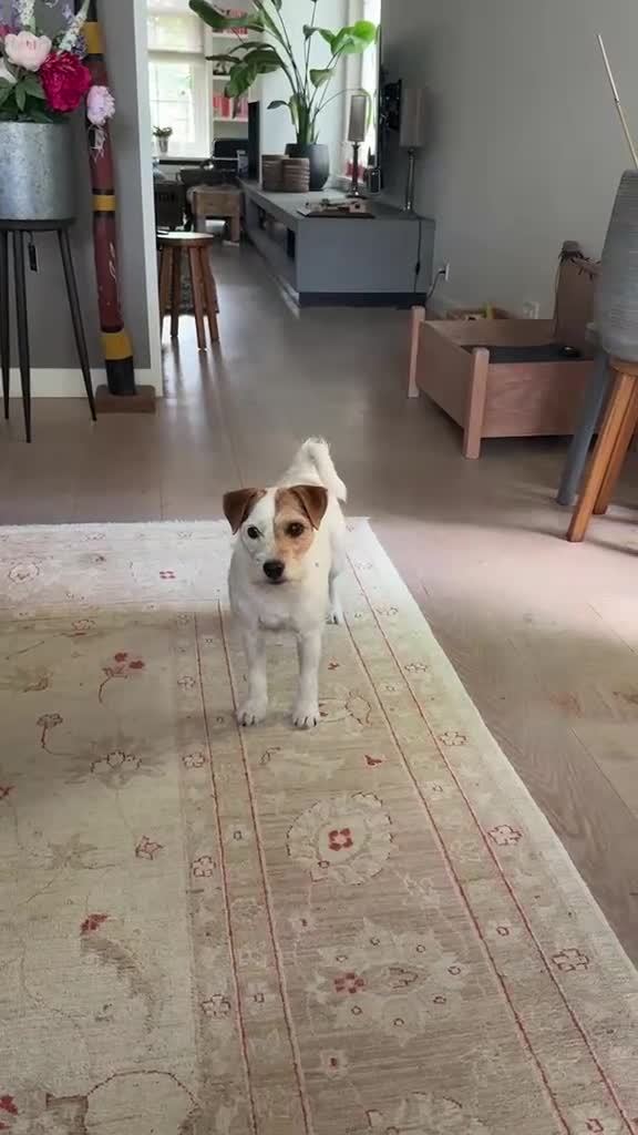 Kruising honden te koop: Toller x Aussie - Video 1