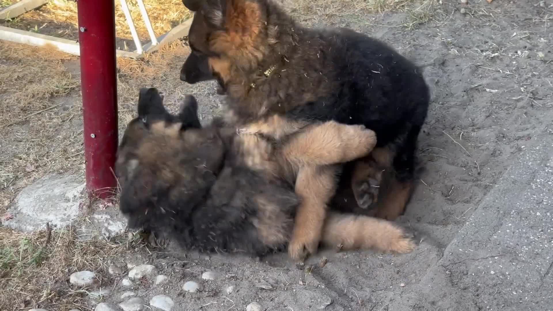 Duitse Herder honden te koop: Duitse herder puppy’s - Video 1