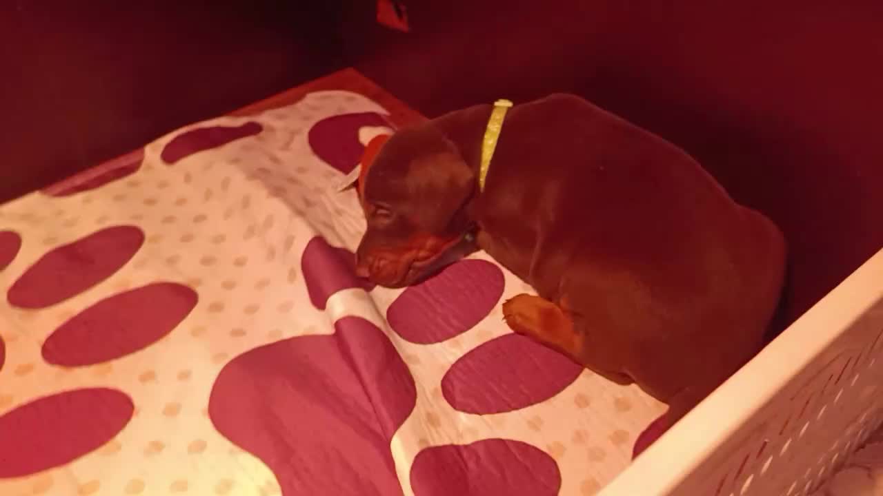 Dobermann honden te koop: 3 Dobermann pups  zoeken  een goud mandje  - Video 2