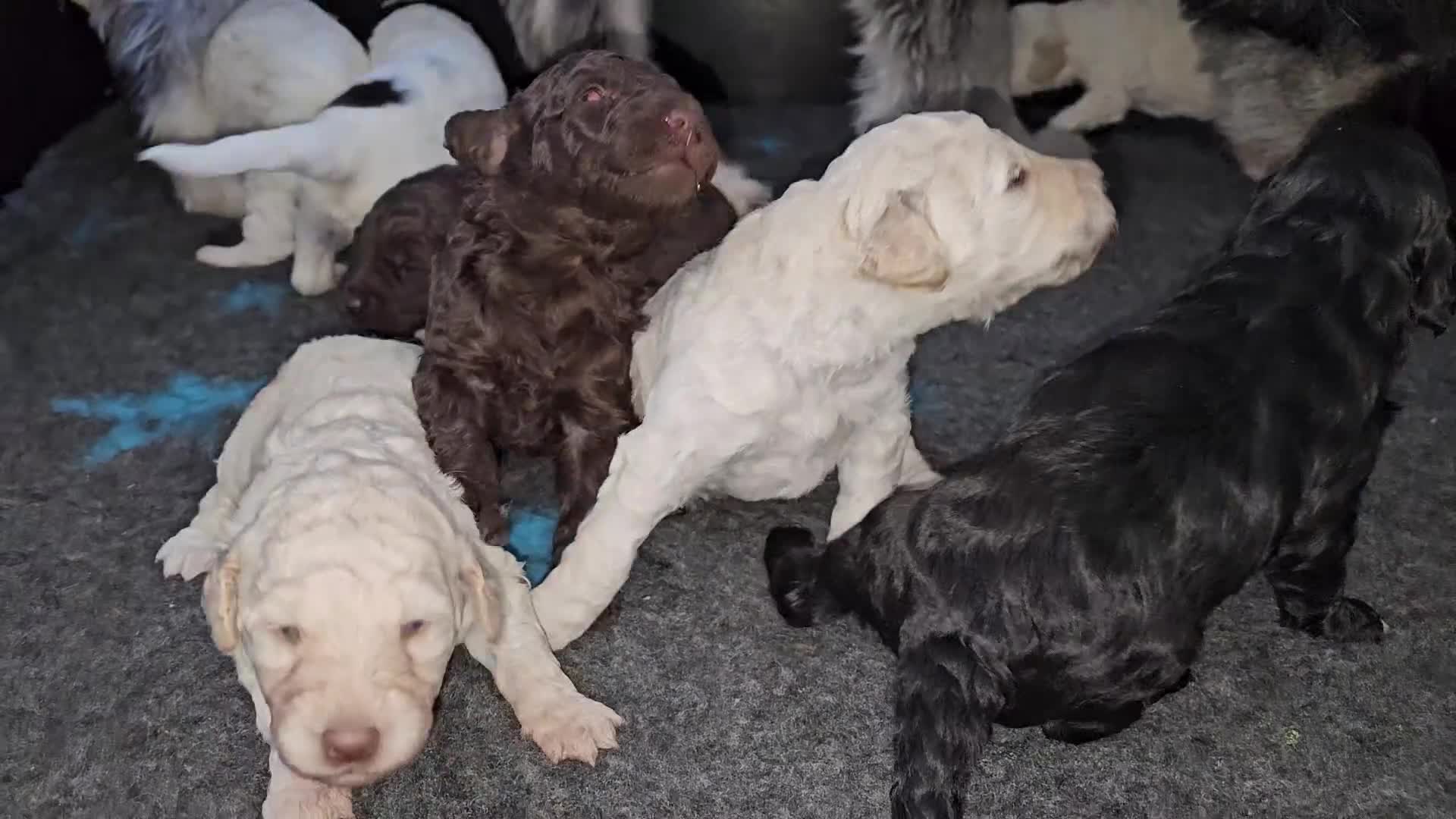 Kruising honden te koop: Leuke medium doodle pups zoeken gouden mandje! - Video 2