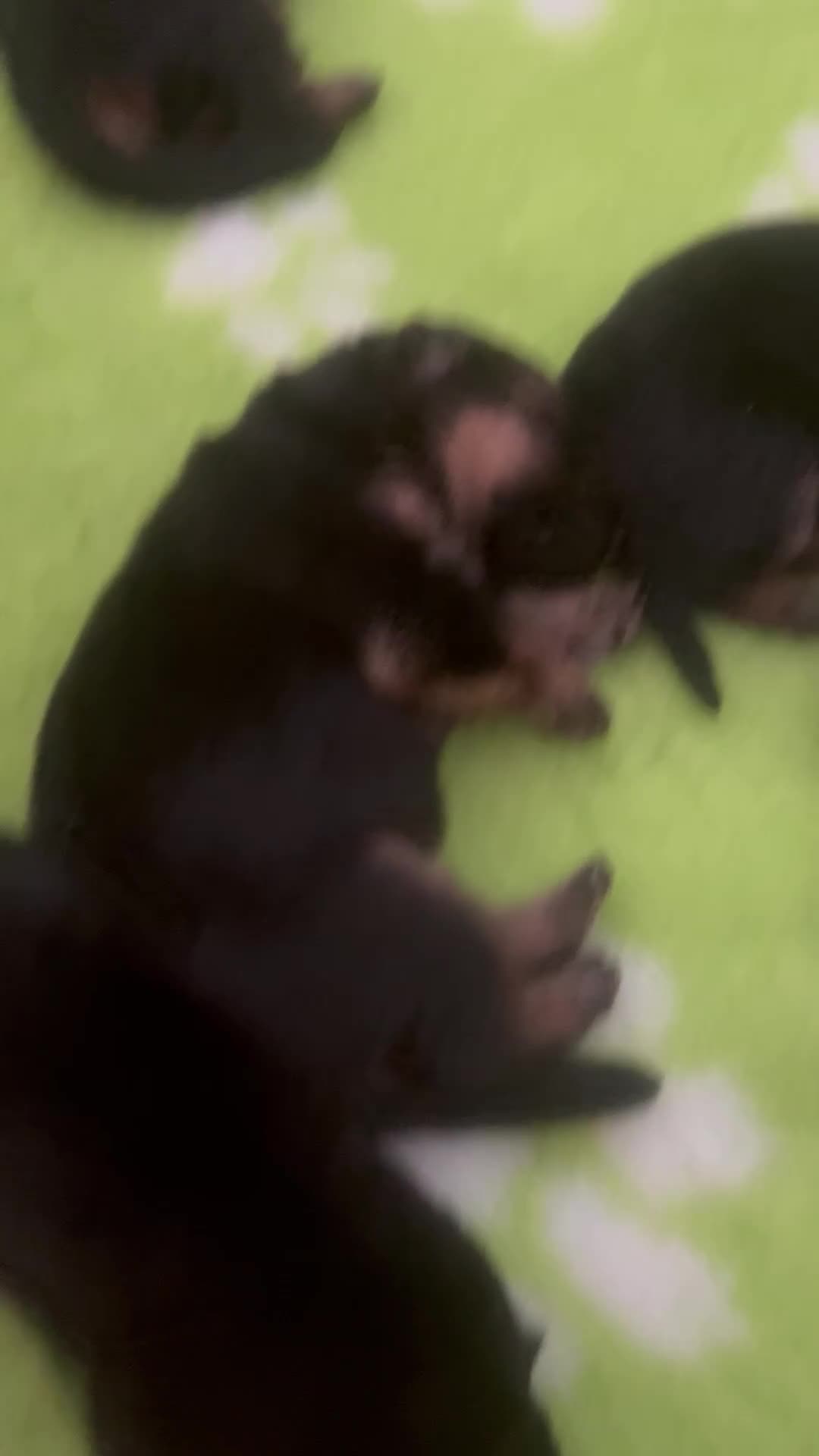 Duitse Herder honden te koop: Duitse Herder pups uit keurfok in Gouda - Video 1