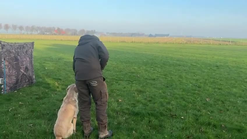 Labrador Retriever honden te koop: Fieldtrial labrador pups - Video 1