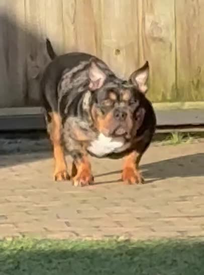 Amerikaanse Bully honden te koop: American Bully pocket pups verwacht rond november  - Video 1