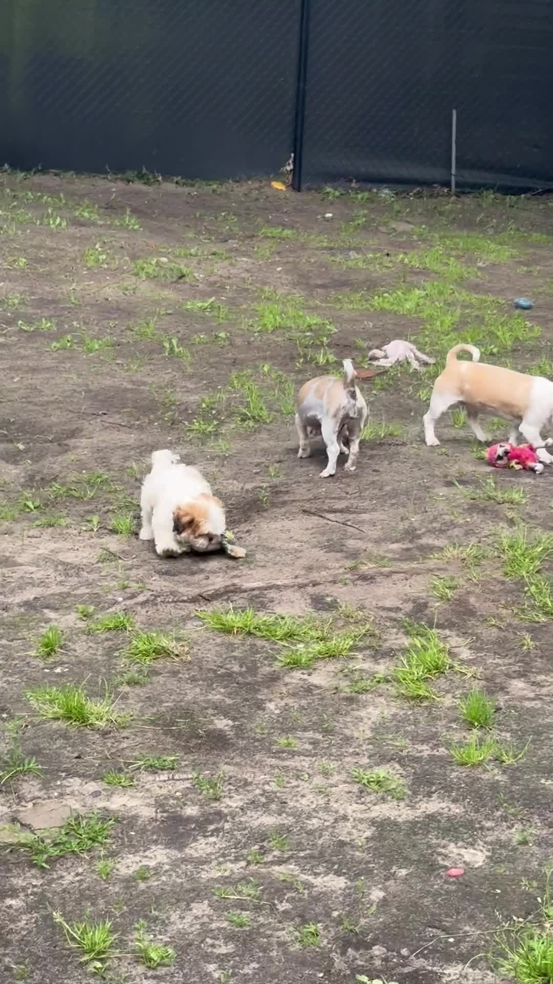 Shih Tzu honden te koop: Rashoeivere Shih Tzu-puppy's van 7 weken oud - Video 2