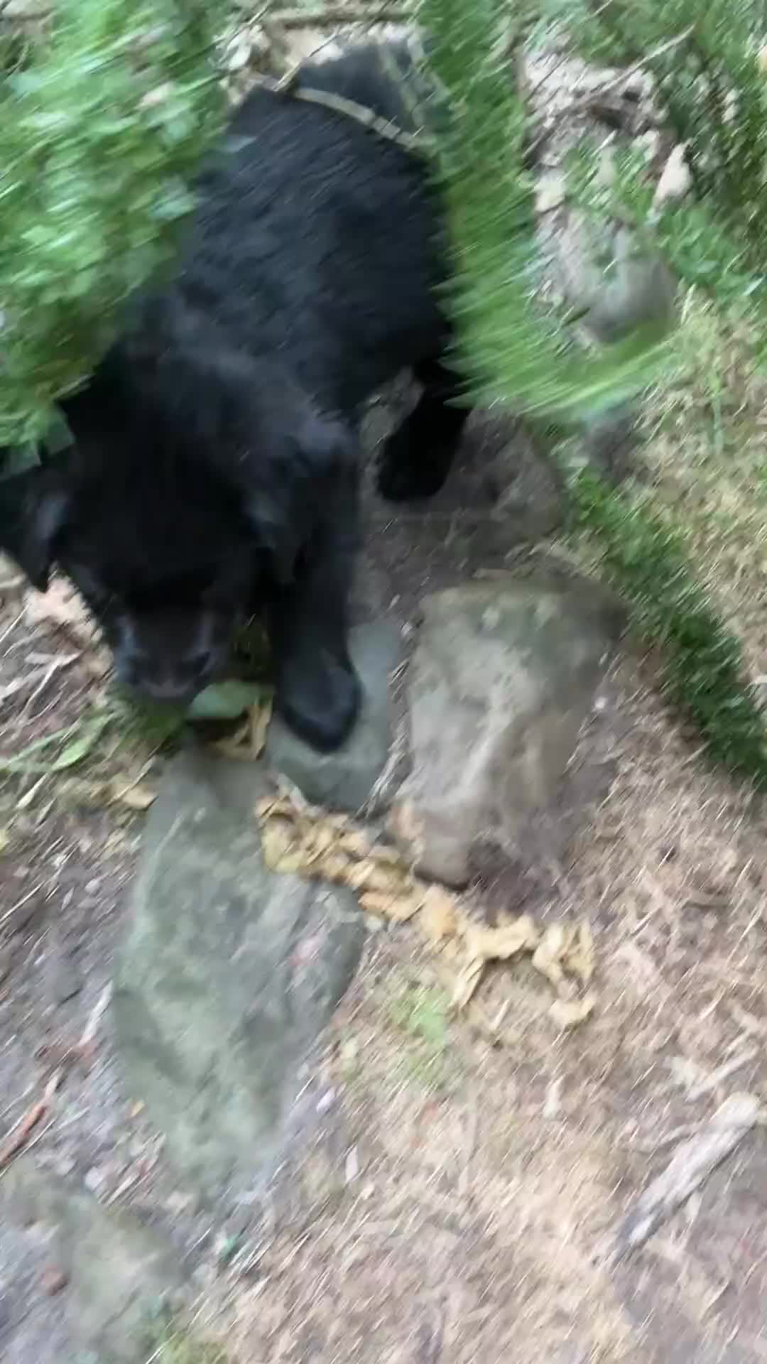 Kruising honden te koop: Eurasier/Duitse Herder x Golden Retriever pups - Video 2