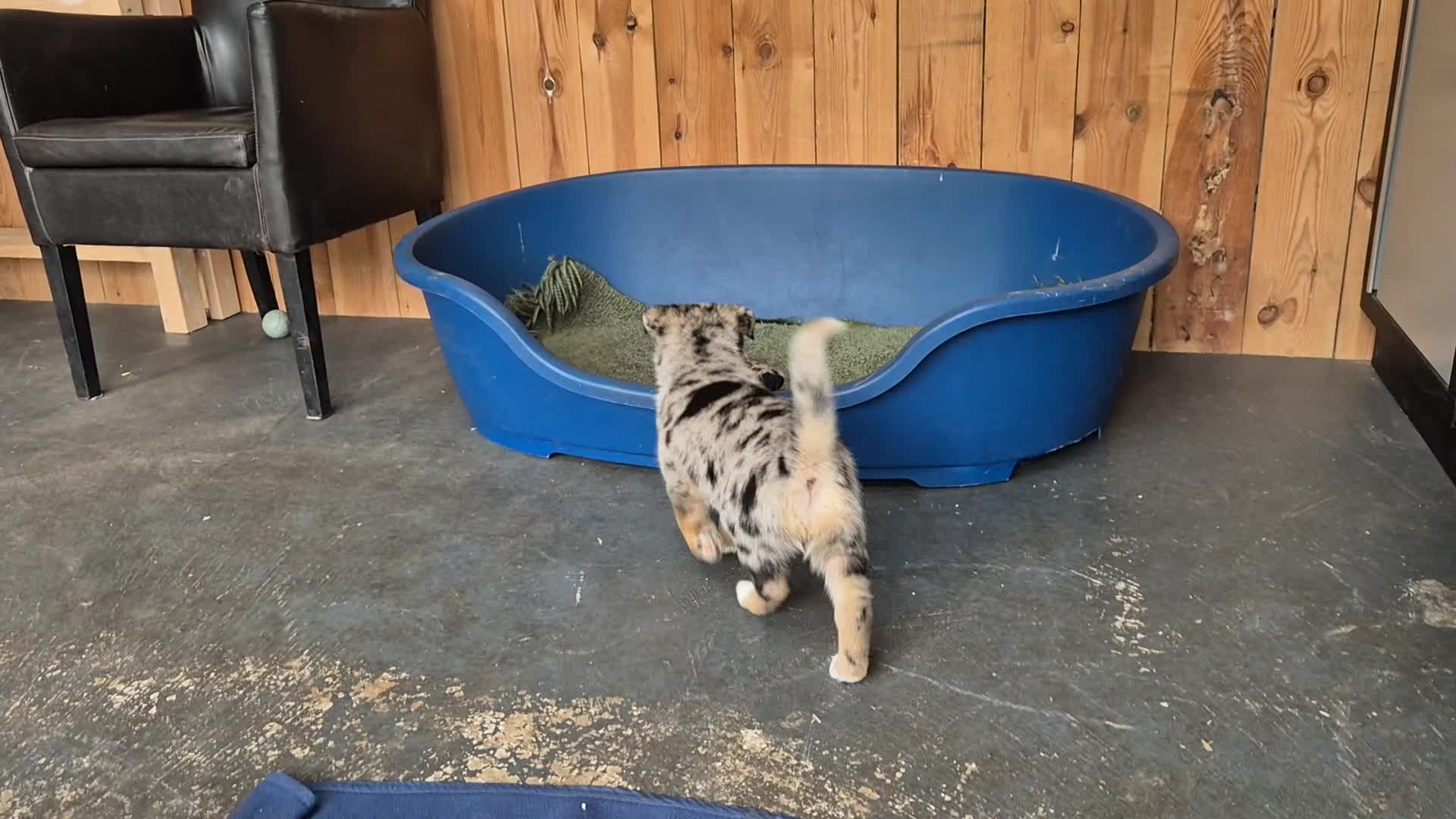 Kruising honden te koop: Mini Australian shepherd pup reutje  - Video 1