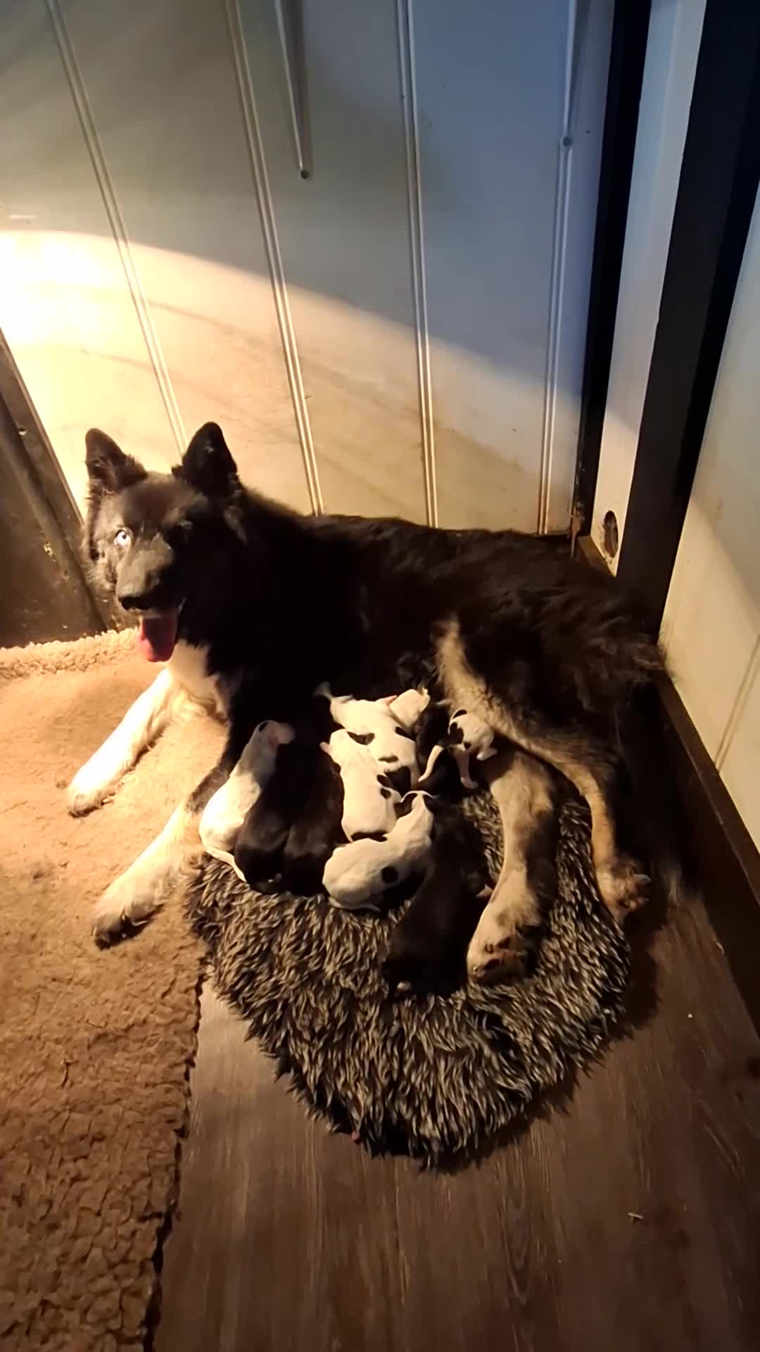 Kruising honden te koop: Prachtige dutch Laika's  - Video 1