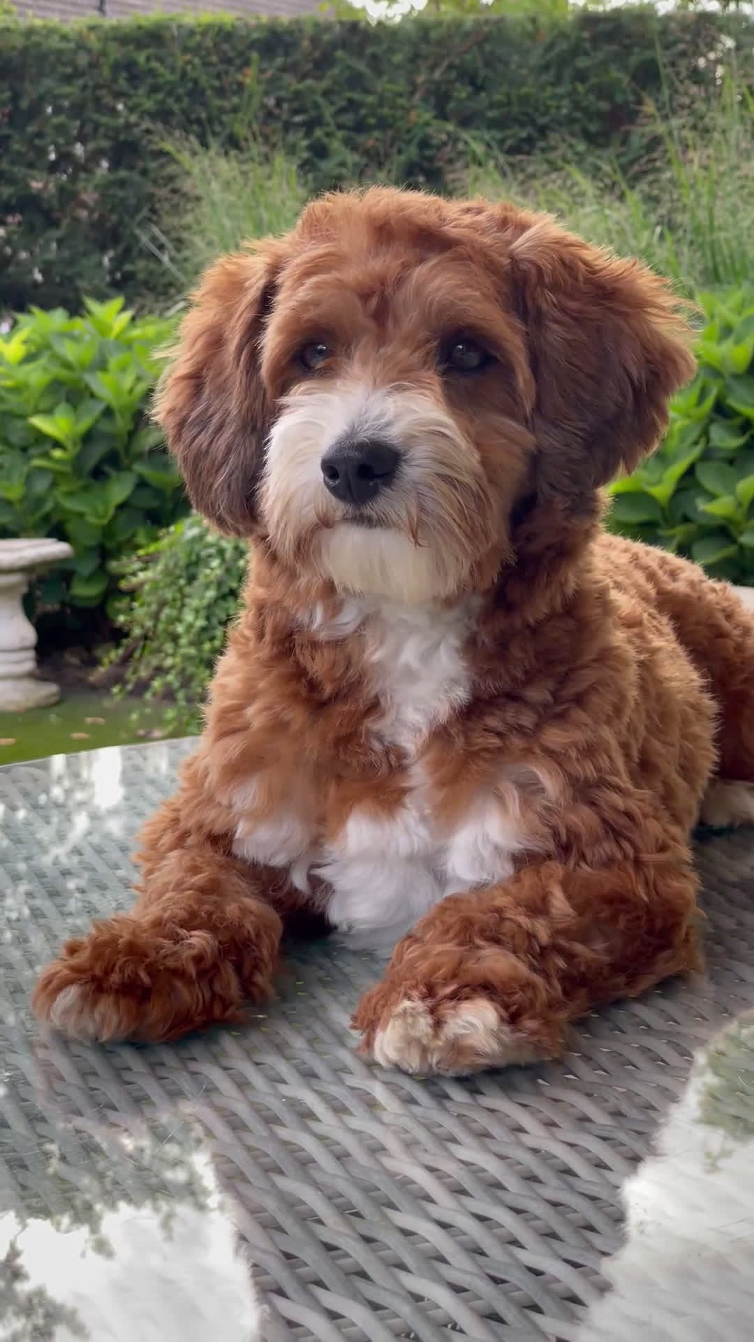 Maltipoo honden ter dekking: Dekreutje maltipoo, sjefke niet te koop. - Video 2