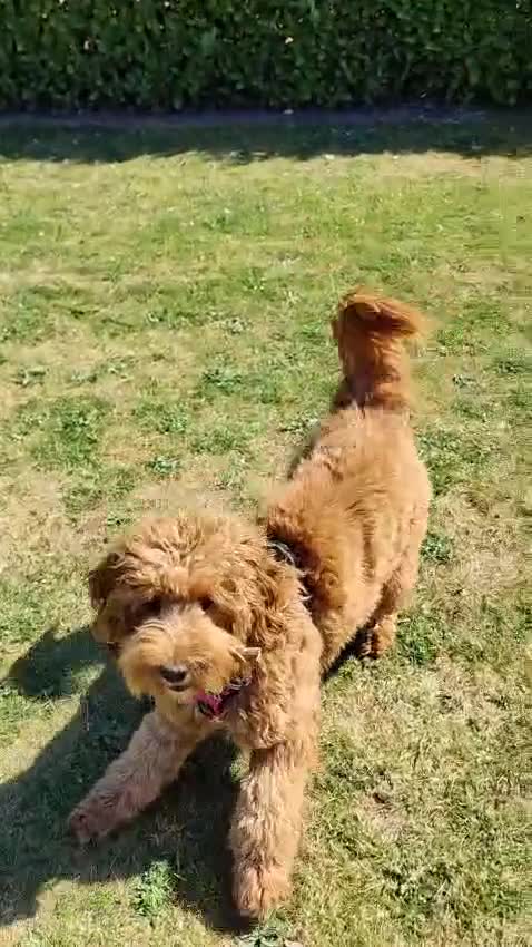 Australian Labradoodle honden te koop: Prachtig nestje Australian Labradoodles  - Video 1