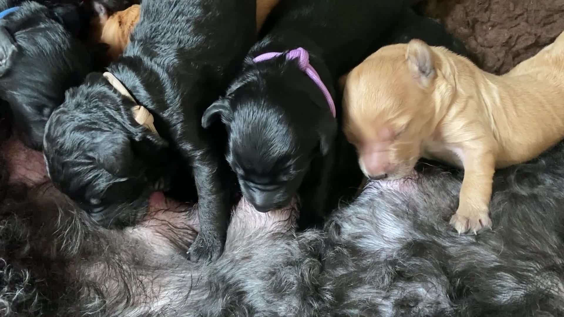 Australian Labradoodle honden te koop: Prachtige Australiën Labradoodle pup💗 - Video 1