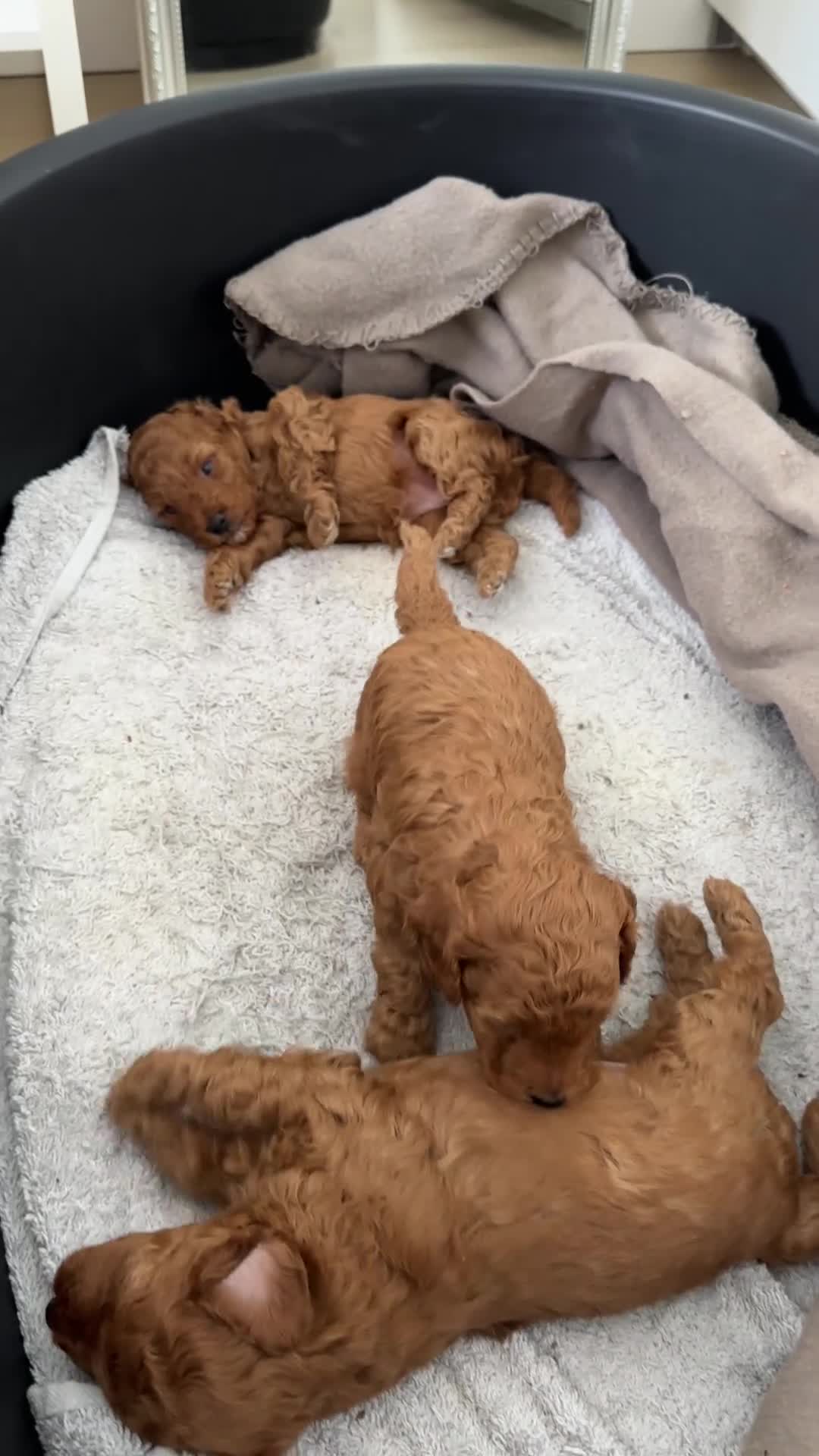 Poedel Toy honden te koop: Red/apricot toy poodle puppies  - Video 1