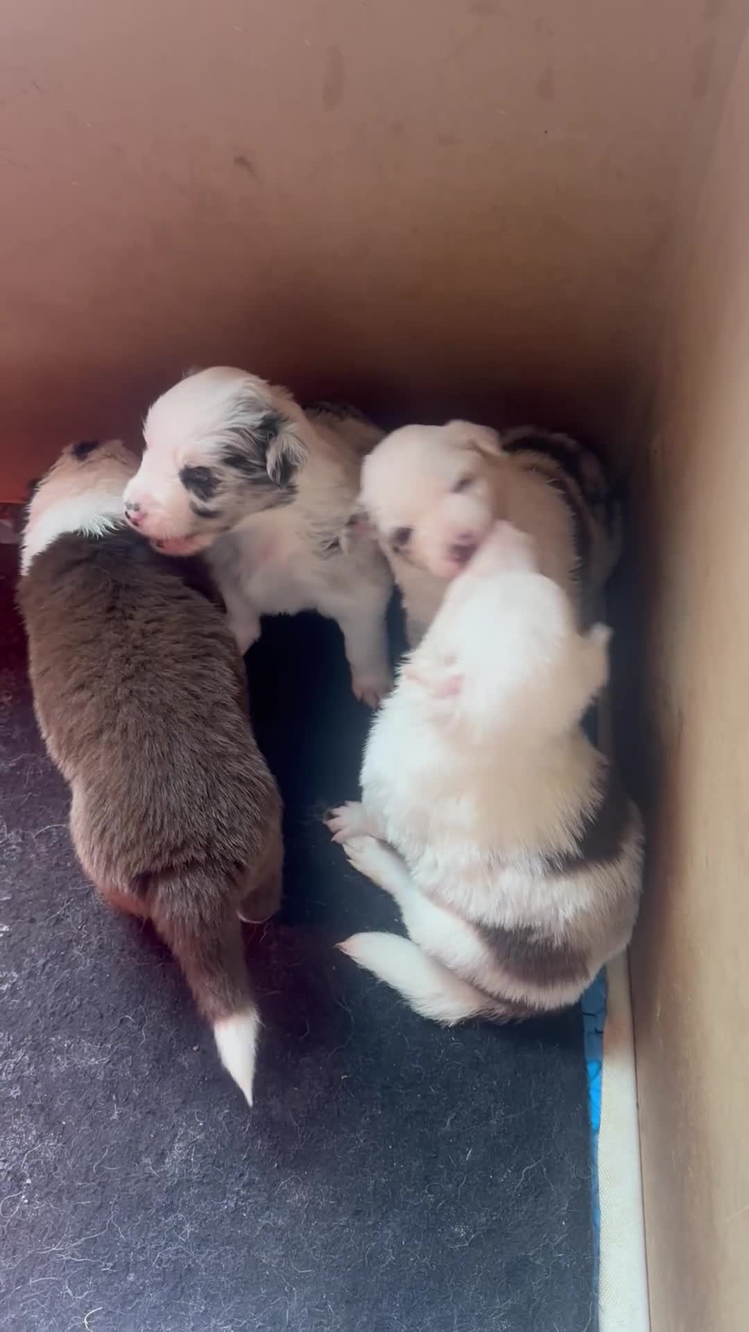 Border Collie honden te koop: Leuke Merle puppies in Baarle-Nassau - Video 1