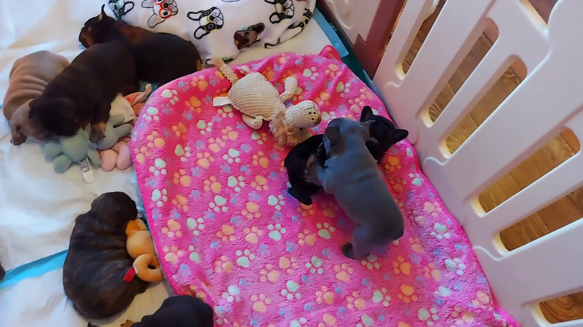 Franse Bulldog honden te koop: Prachtige Franse Bulldog pups met stamboom - Video 3