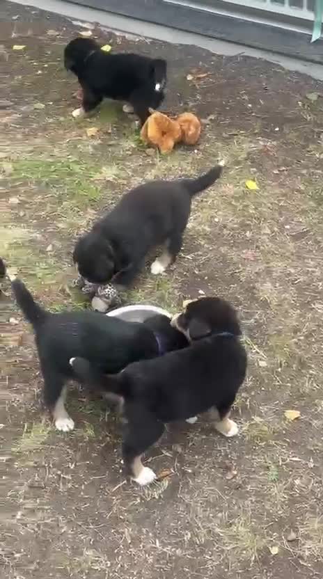 Berner Sennenhond honden te koop: Bernersennen pups  - Video 1